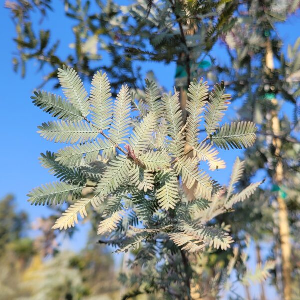 Acacia baileyana ‘Purpurea’ - Image 3