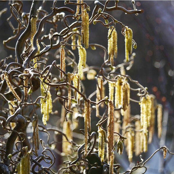 Corylus avellana 'Contorta' - Corkscrew Hazel