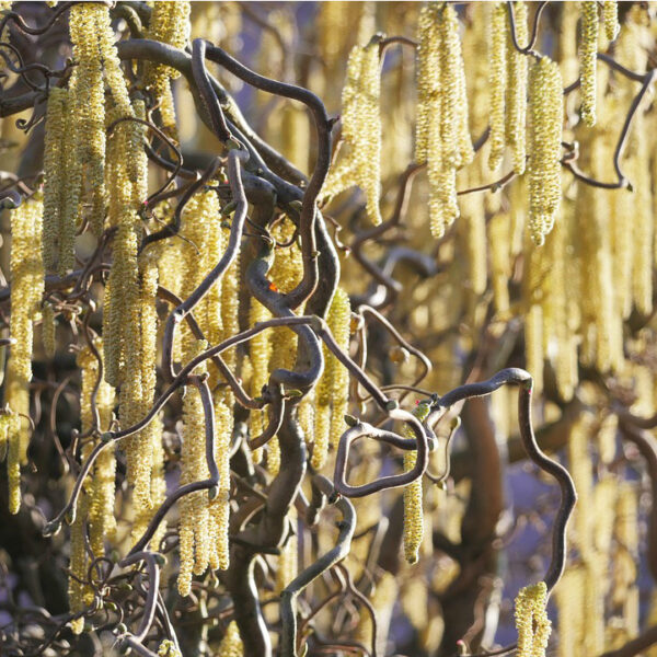 Corylus avellana 'Contorta' - Corkscrew Hazel - Image 2