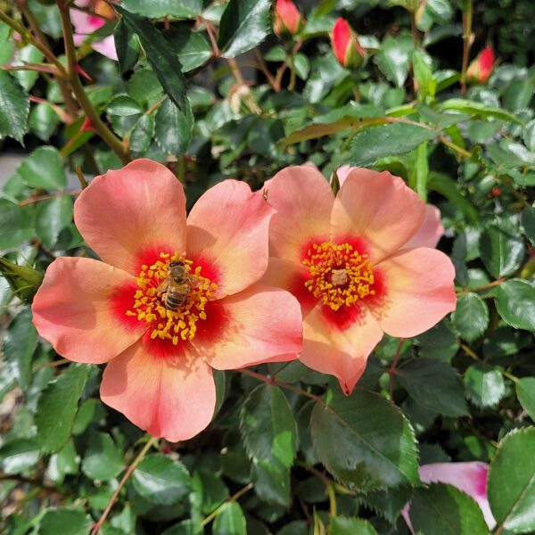 Rosa x 'Ringo®' - Rose - Image 3