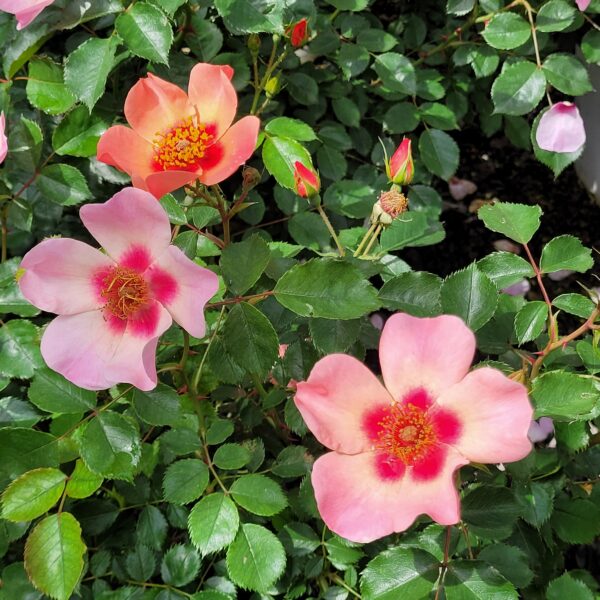Rosa x 'Ringo®' - Rose