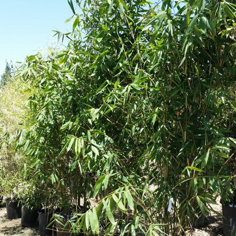 Bambusa oldhamii - Giant Timber Bamboo SOLD OUT - Mid Valley Trees