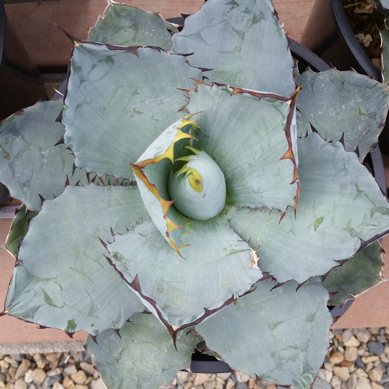 Agave titanota 'Black and Blue' - Mid Valley Trees