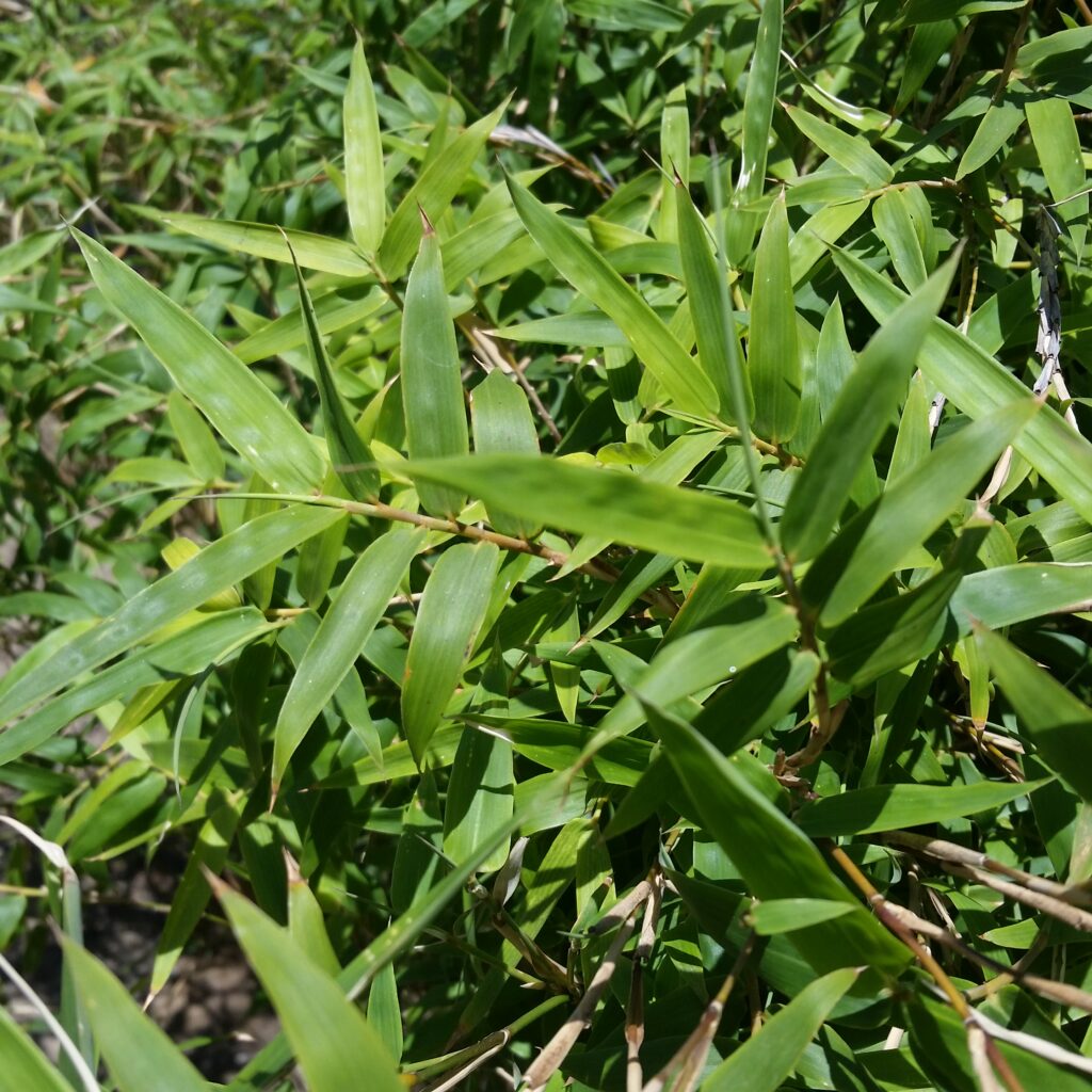 Bambusa multiplex - Golden Goddess Bamboo - Mid Valley Trees