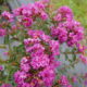 Lagerstroemia indica Infinitini® ‘Purple’ – Dwarf Crape Myrtle