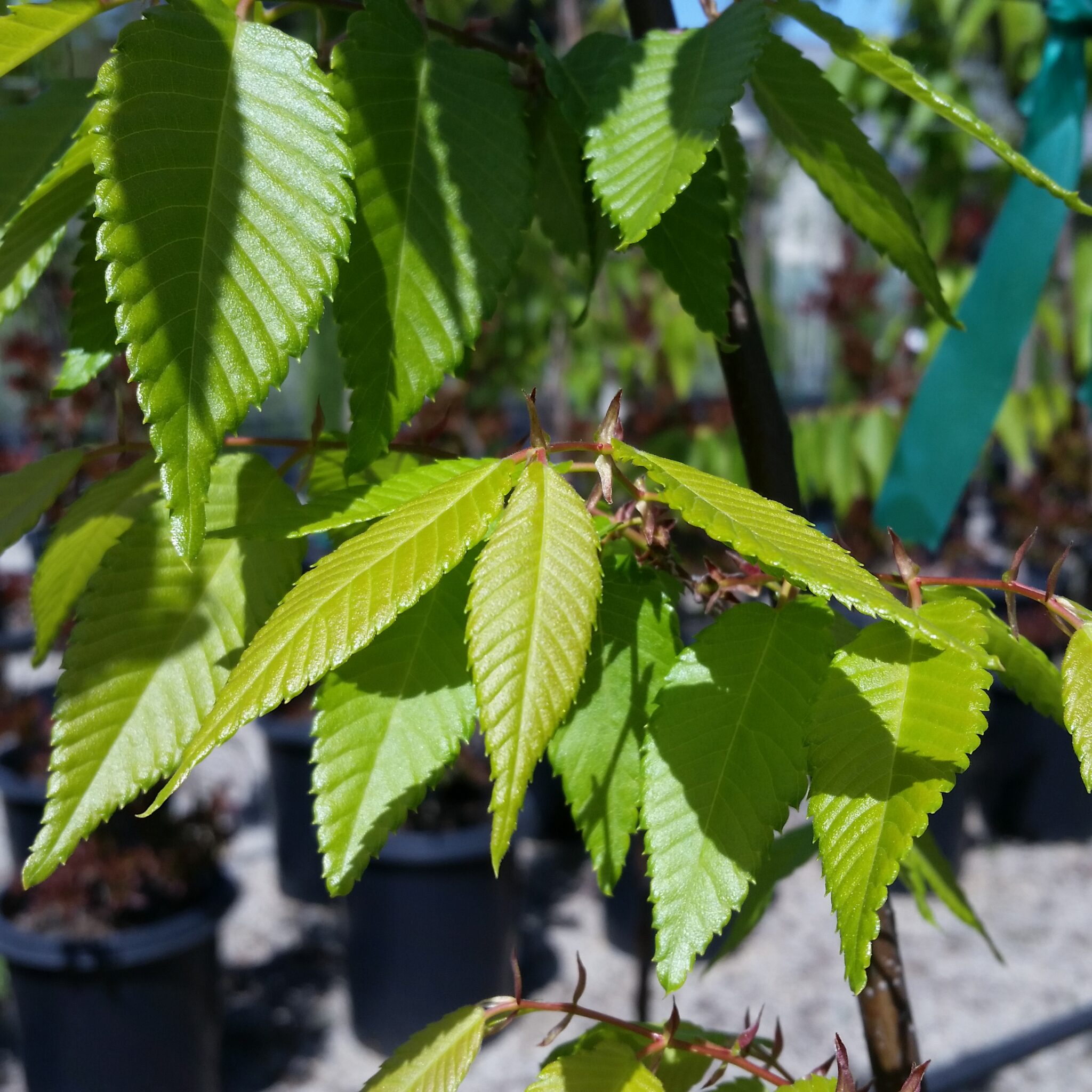 Zelkova serrata 'Village Green' - Japanese Zelkova - Mid Valley Trees