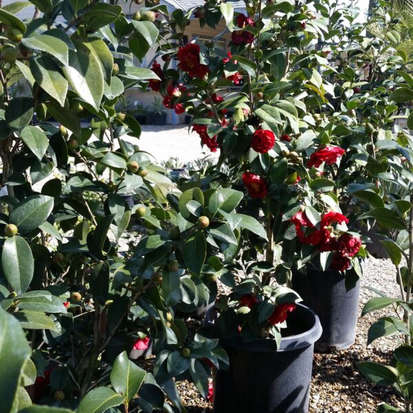 Camellia japonica 'Bob Hope' - Image 2