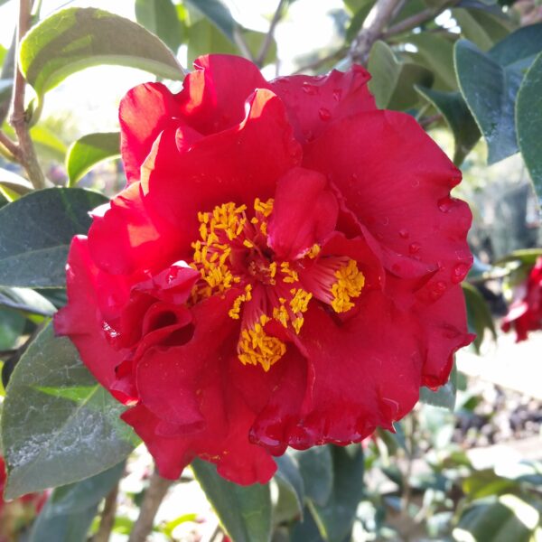 Camellia japonica 'Bob Hope'