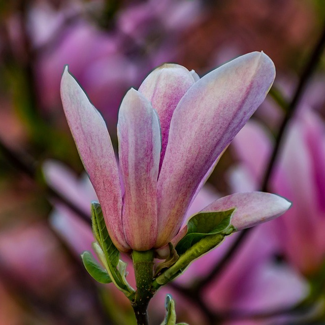 Magnolia liliiflora 'Susan' - Dwarf Purple Magnolia - Mid Valley Trees