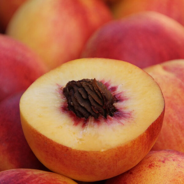 Prunus persica '4 in 1' Peach SOLD OUT
