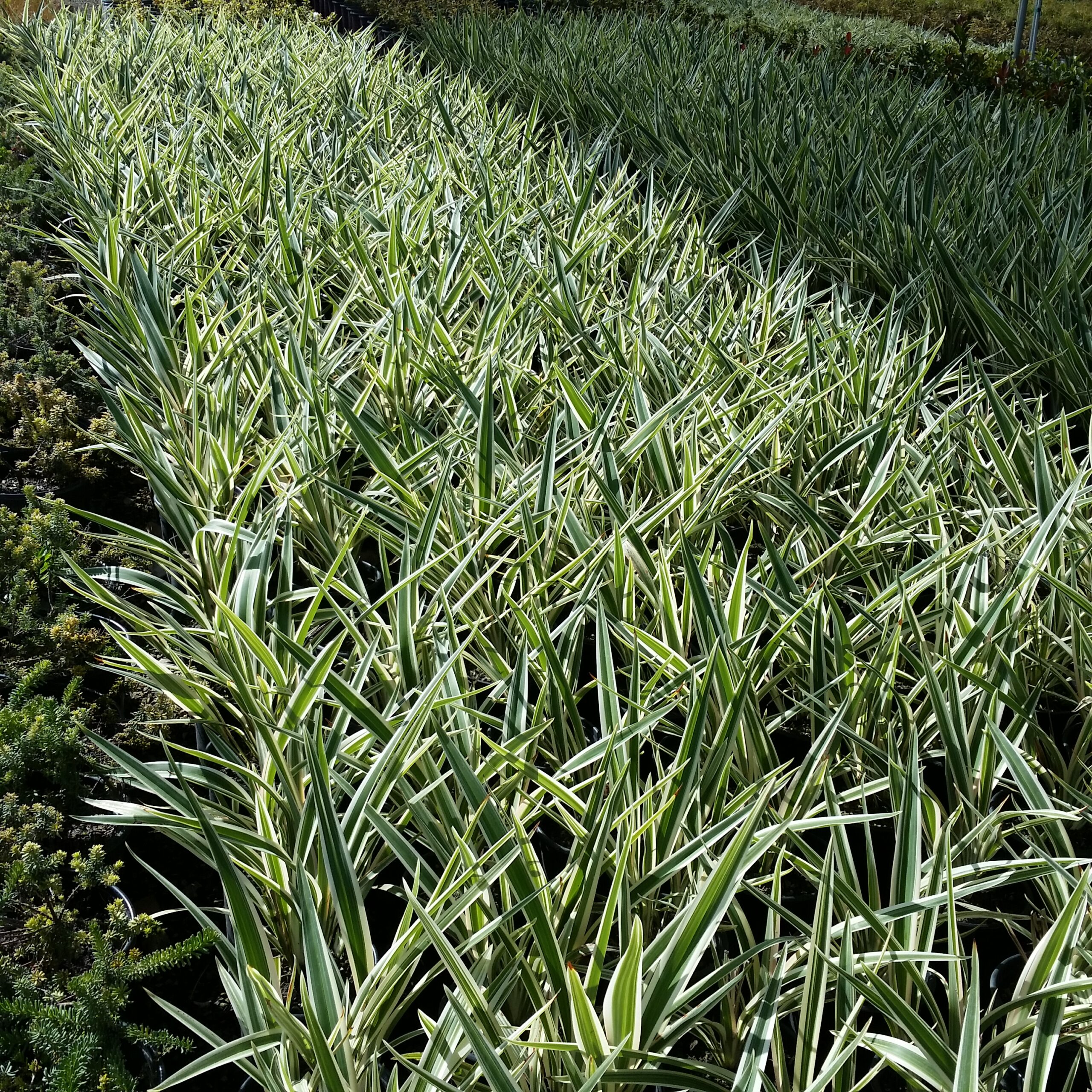 Dianella tasmanica 'Variegata' - Flax Lily - Mid Valley Trees