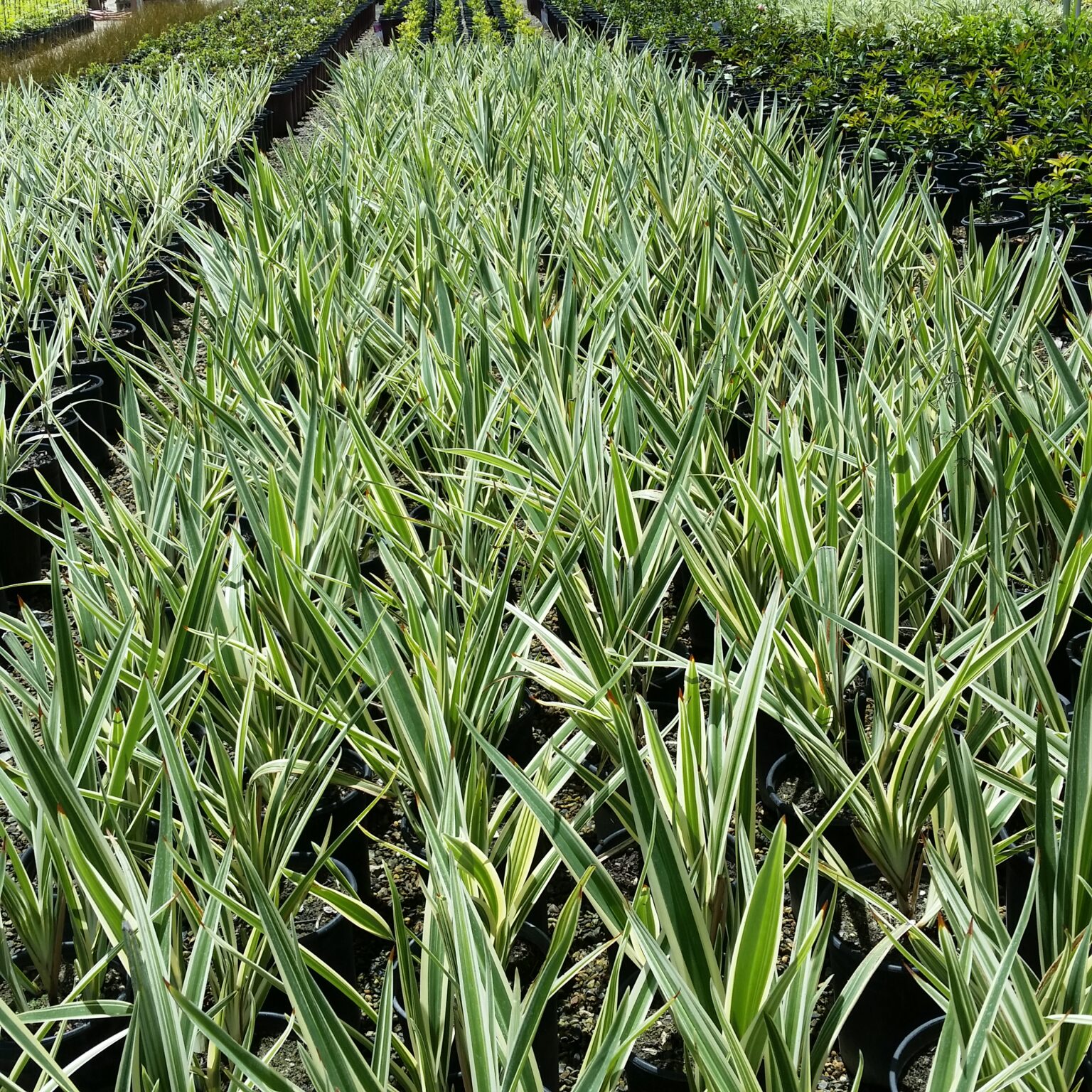 Dianella tasmanica 'Variegata' - Flax Lily - Mid Valley Trees