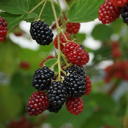 Rubus 'Black Satin' - Blackberry - Mid Valley Trees