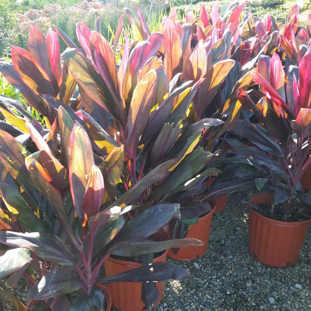 Cordyline fruticosa 'Red Sister' - Mid Valley Trees