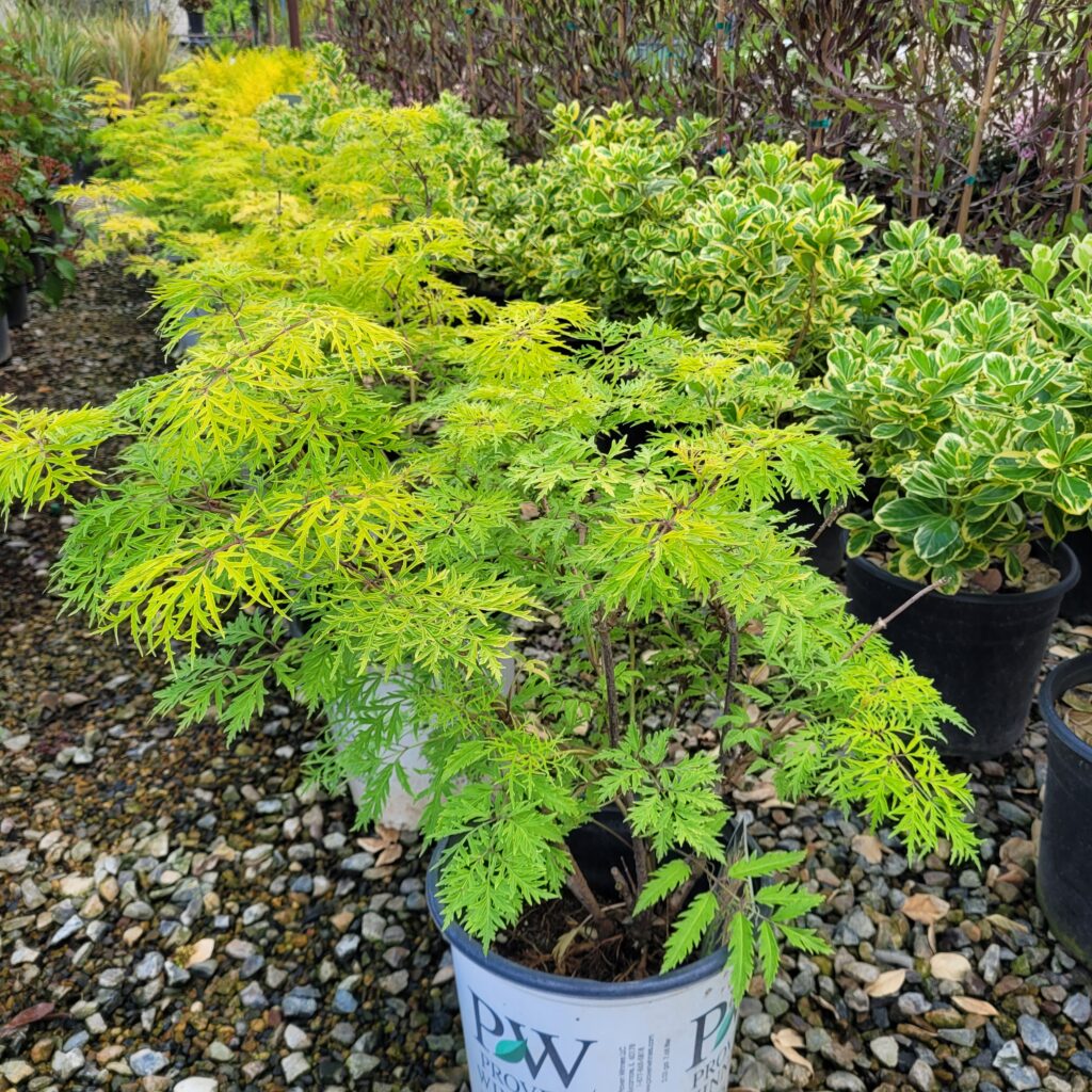 Sambucus racemosa 'Lemony Lace®' - Elderberry - Mid Valley Trees