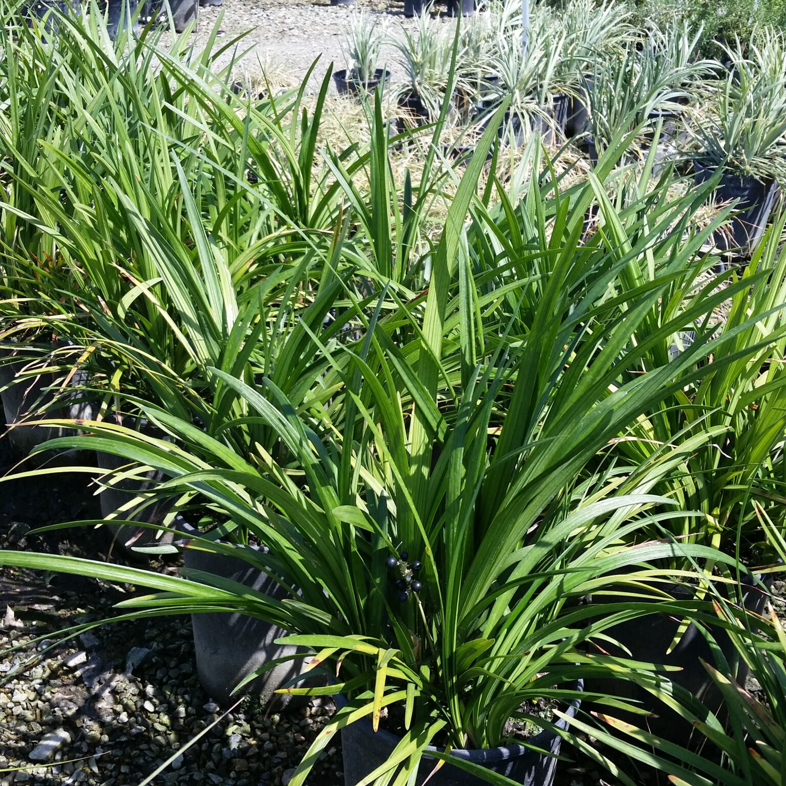 Liriope muscari 'Big Blue' - Lilyturf - Mid Valley Trees