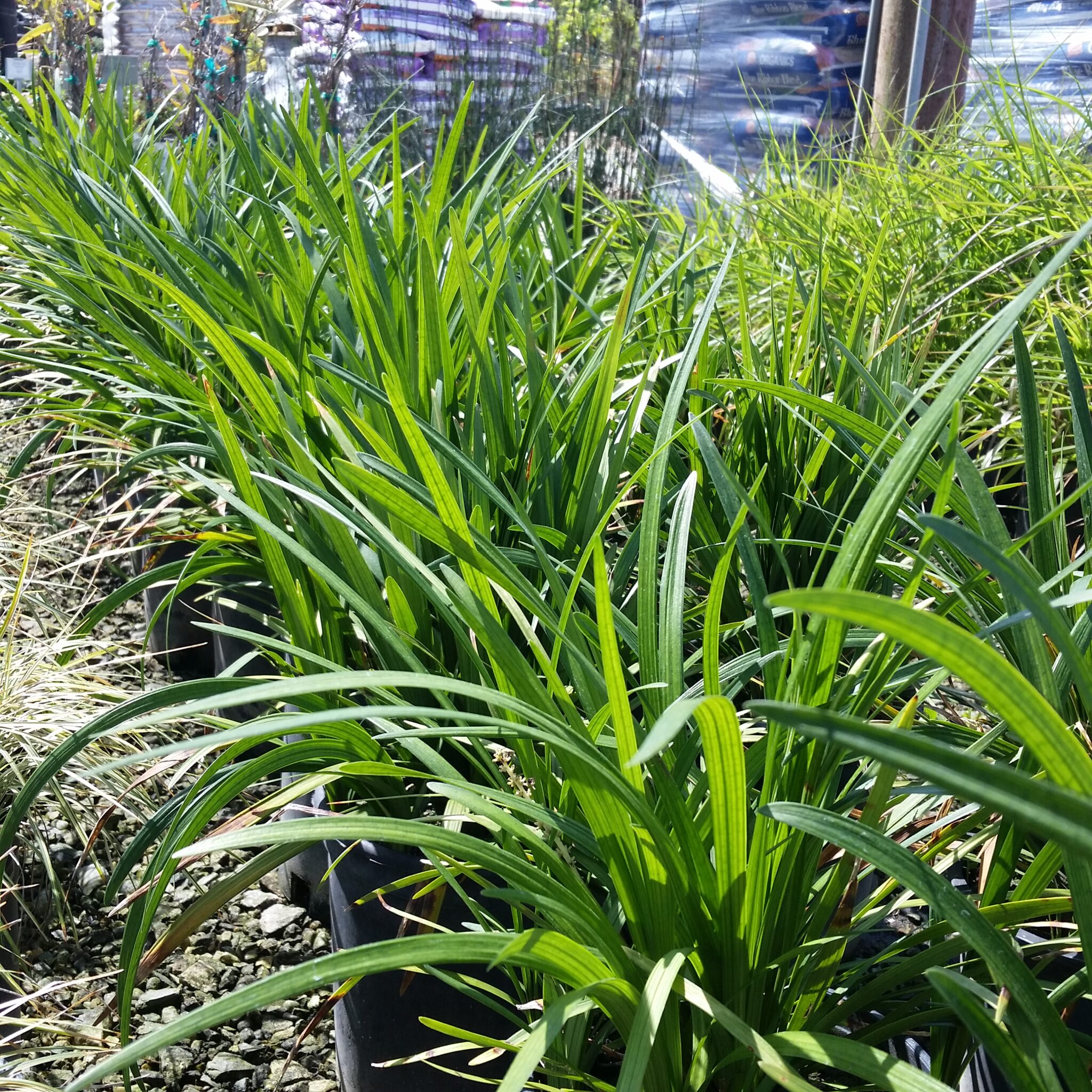 Liriope muscari 'Big Blue' - Lilyturf - Mid Valley Trees