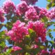 Lagerstroemia indica ‘Tonto’ – Semi Dwarf Crape Myrtle