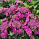 Hydrangea serrata Tuff Stuff™