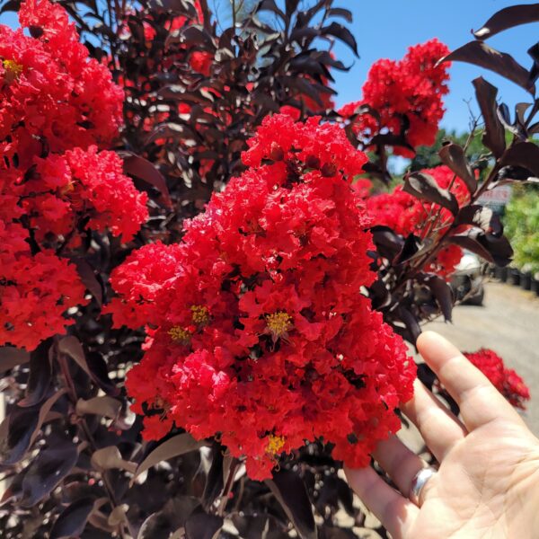 Lagerstroemia indica Center Stage® Red - Dwarf Crape Myrtle - Image 5