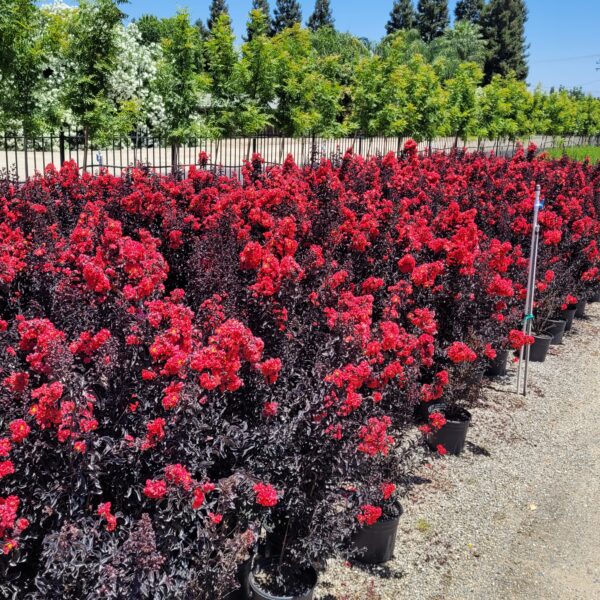 Lagerstroemia indica Center Stage® Red - Dwarf Crape Myrtle - Image 4