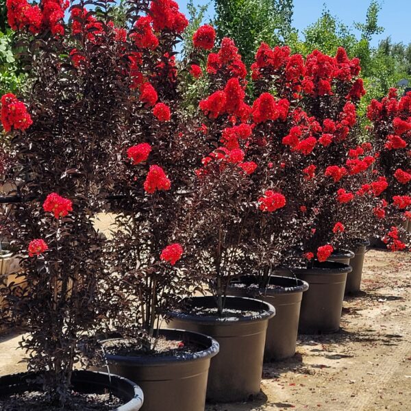 Lagerstroemia indica Center Stage® Red - Dwarf Crape Myrtle - Image 2