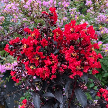 Lagerstroemia indica Center Stage® Red - Dwarf Crape Myrtle - Mid ...