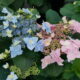 Hydrangea serrata Tuff Stuff Ah-Ha®