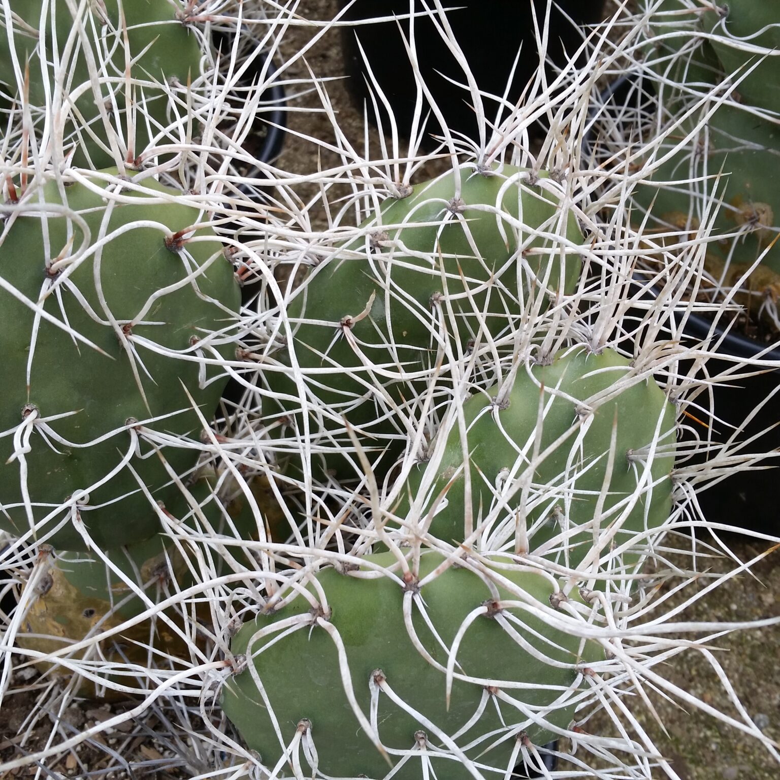 Opuntia sulphurea - Prickly Pear Cactus - Mid Valley Trees