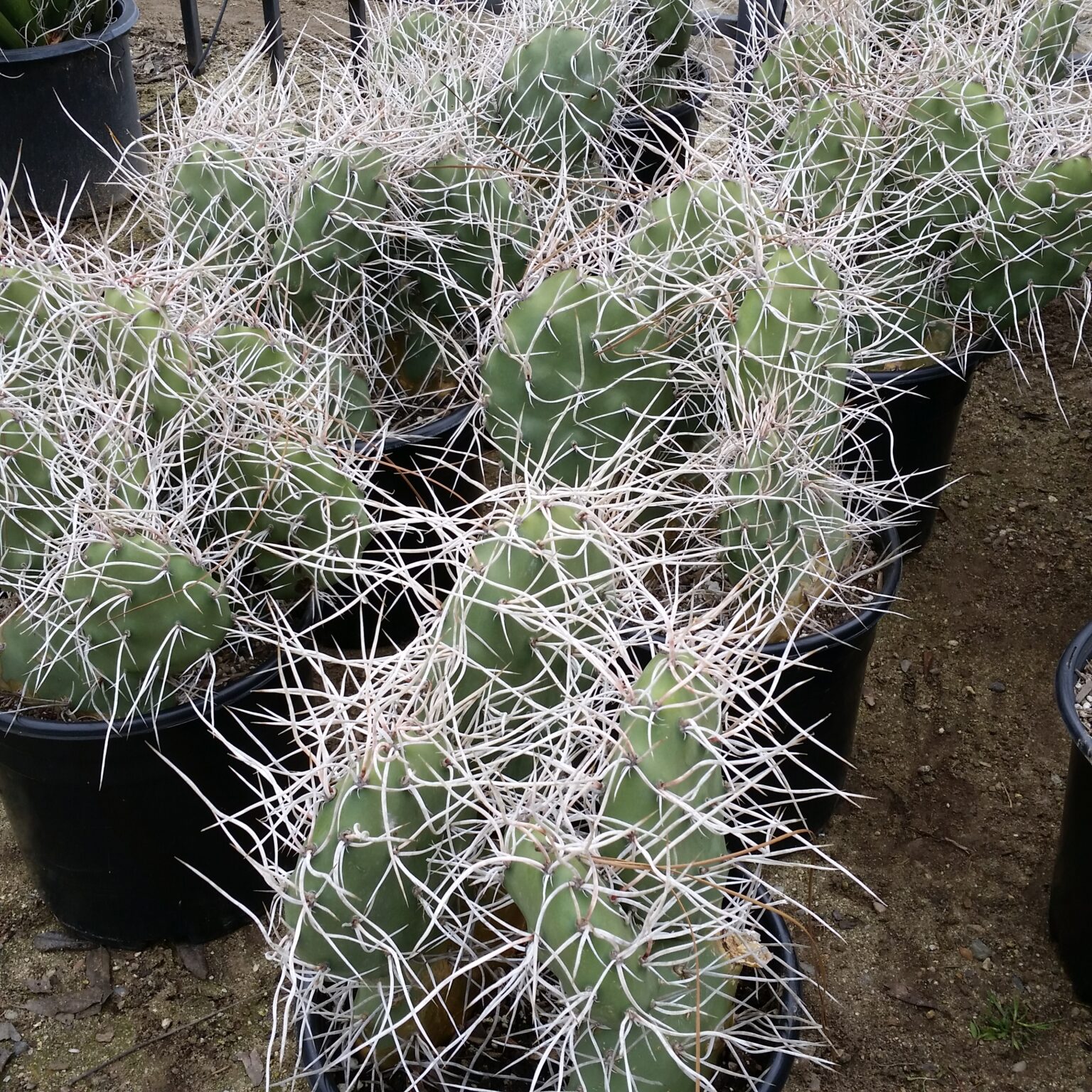 Opuntia sulphurea - Prickly Pear Cactus - Mid Valley Trees