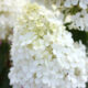 Hydrangea paniculata ‘Bobo®’ – Panicle Hydrangea