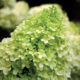 Hydrangea paniculata ‘Limelight’ – Panicle Hydrangea