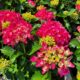 Hydrangea macrophylla Cityline® Paris – Dwarf Hydrangea