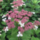 Hydrangea arborescens Invincibelle Lace® – Smooth Hydrangea