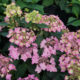 Hydrangea serrata Let’s Dance Can Do!® – Reblooming hydrangea