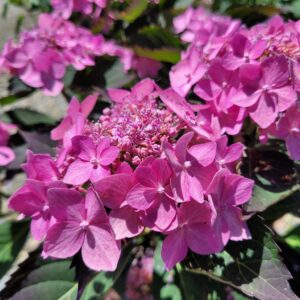 Hydrangea serrata Let's Dance Can Do!® - Reblooming hydrangea