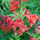 Tecoma x Bells of Fire™ – Trumpet Flower
