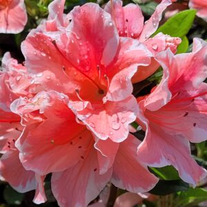 Azalea Encore® 'Autumn Starburst™' - Reblooming Dwarf Azalea