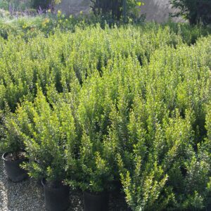 Myrtus communis 'Compacta' - Dwarf Myrtle - Mid Valley Trees