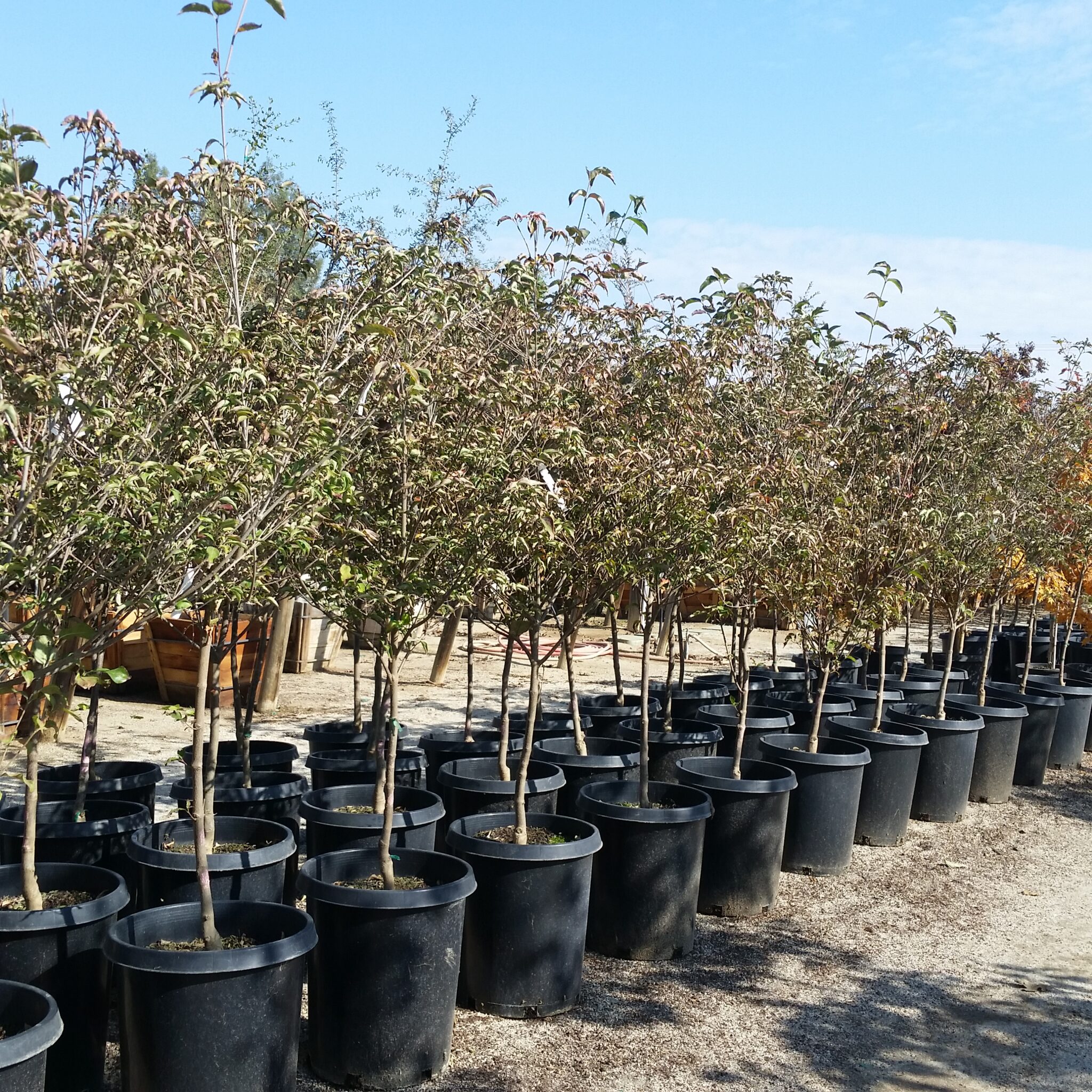 Cornus kousa 'Scarlet Fire®' - Dogwood - Mid Valley Trees