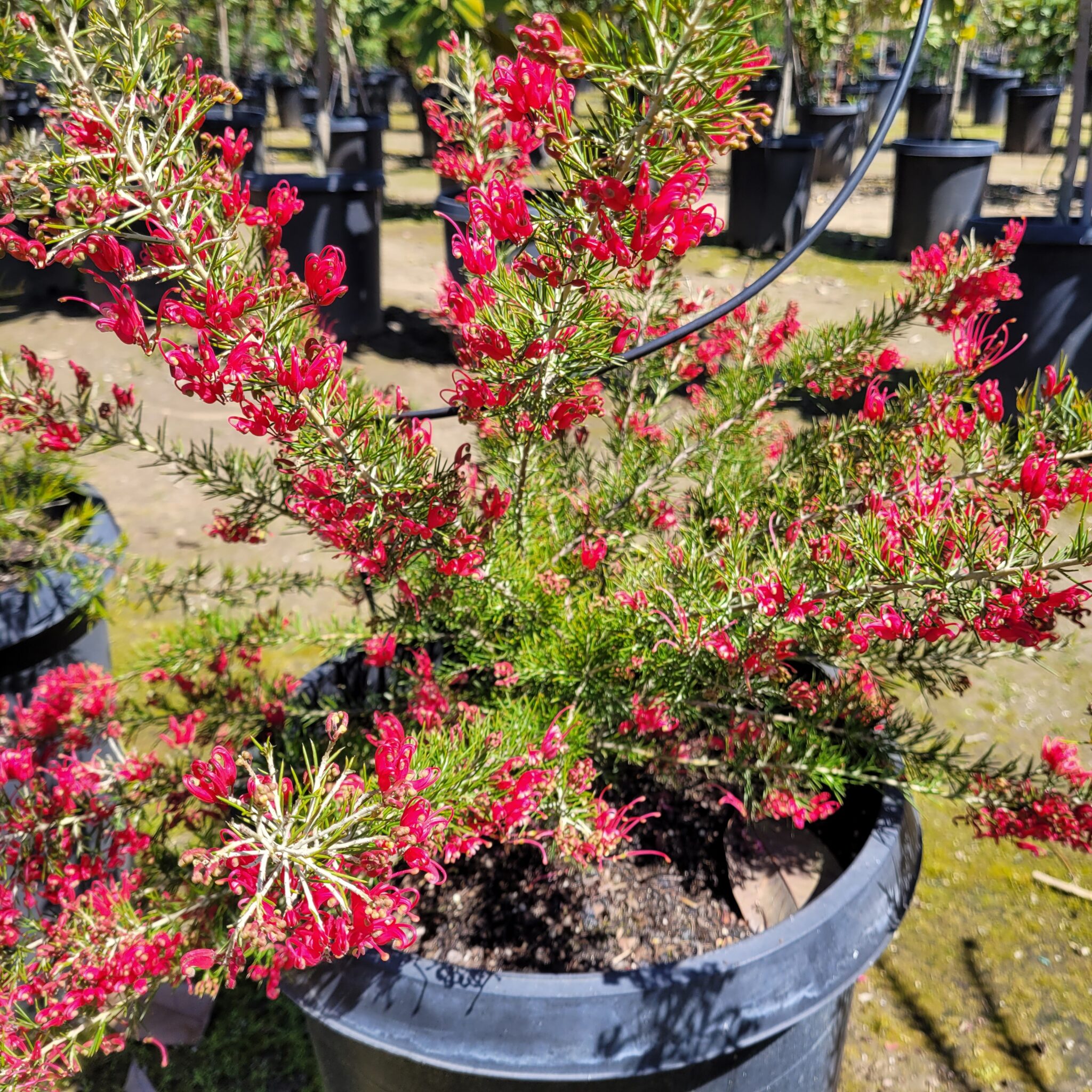 Grevillea 'Canberra Gem' - Mid Valley Trees