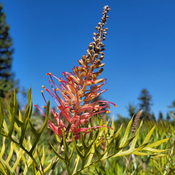 Grevillea 'Superb'