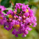 Lagerstroemia indica x fauriei ‘Zuni’ – Crape Myrtle