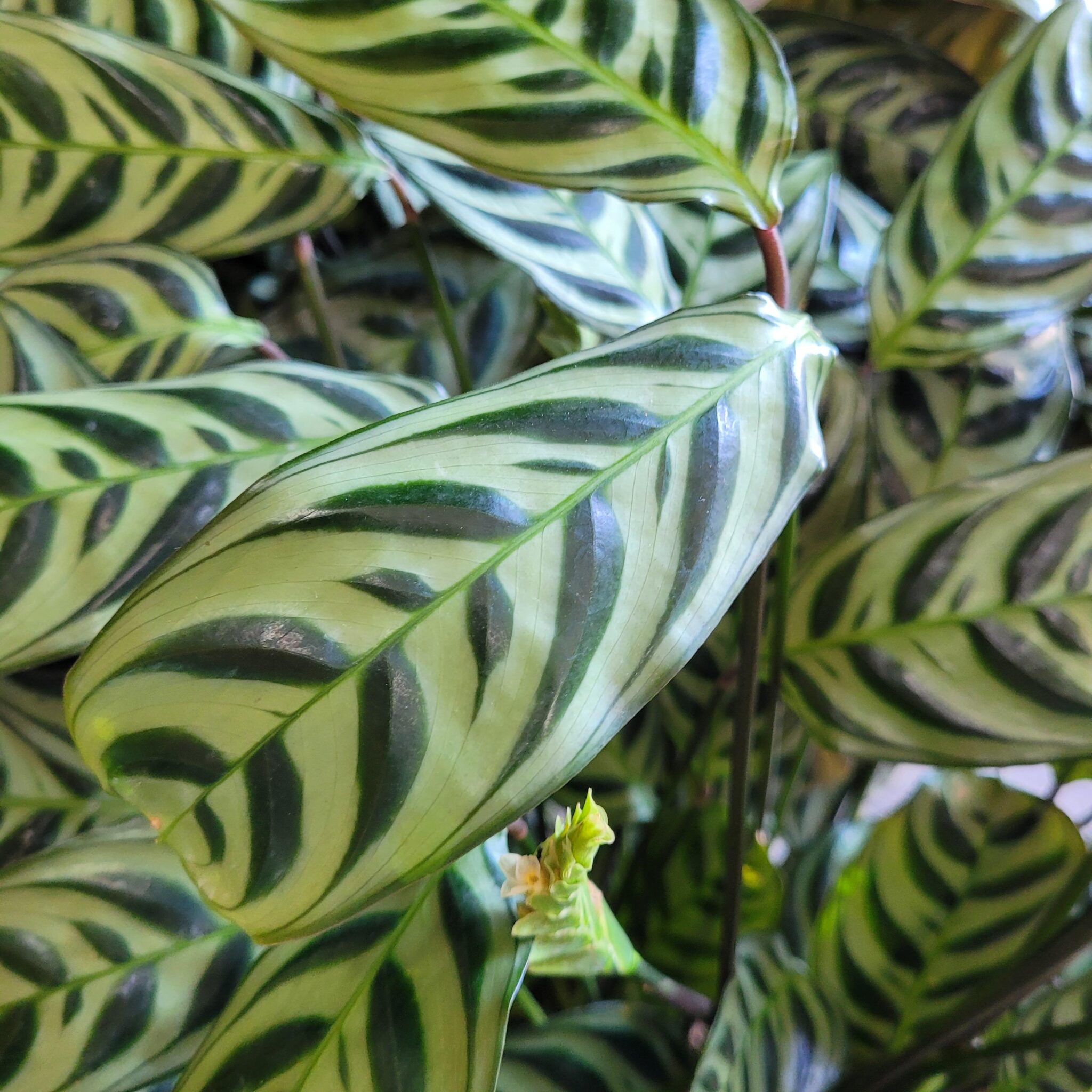 Calathea 'Burle Marx' - Fishbone Prayer Plant - Mid Valley Trees