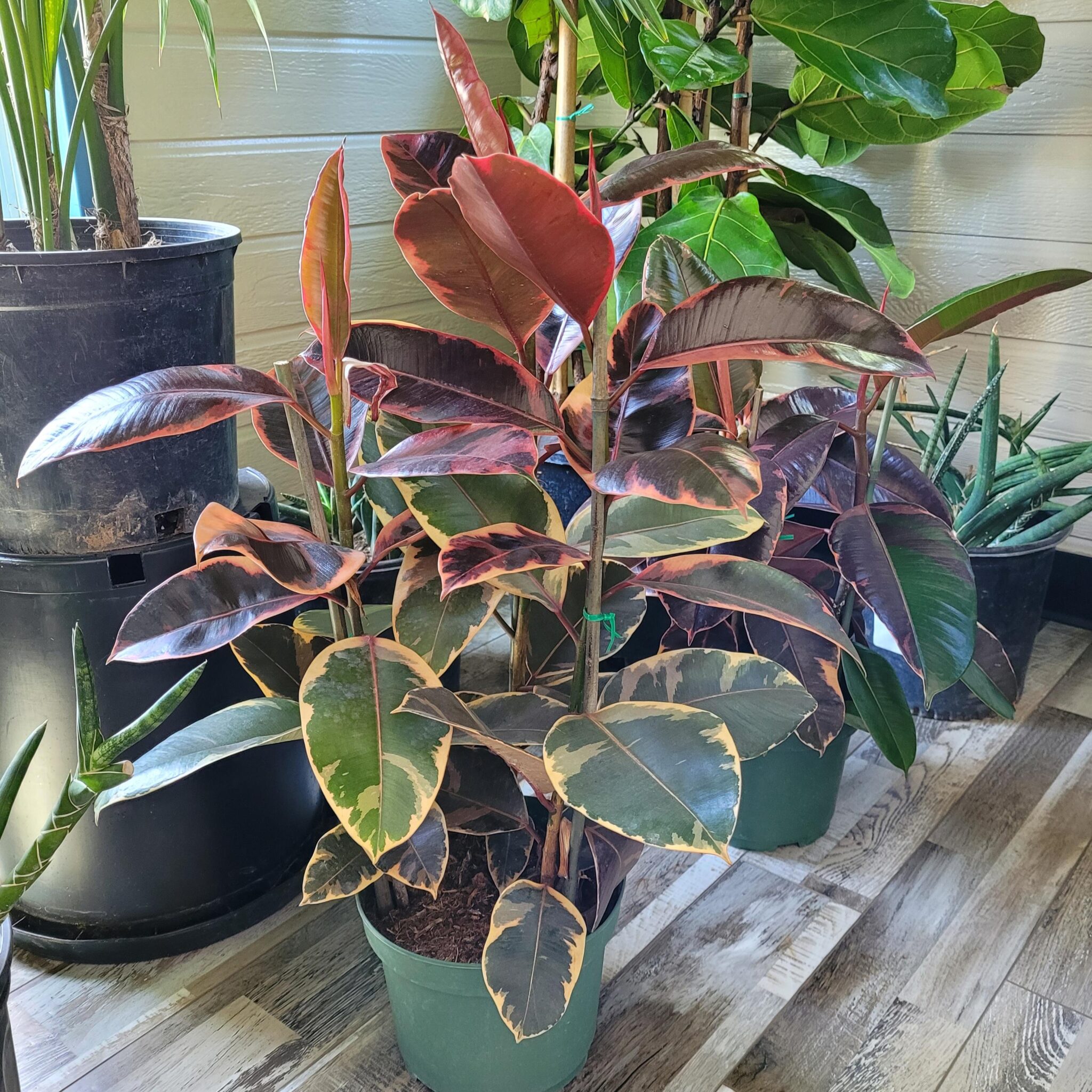 Ficus elastica 'Ruby' - Rubber Tree - Mid Valley Trees