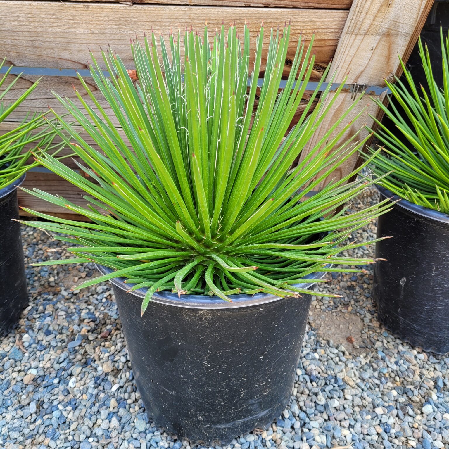 Agave geminiflora - Twin-Flowered Agave - Mid Valley Trees