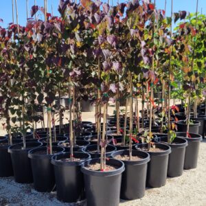 Cercis canadensis 'Black Pearl' - Red Leaf Redbud