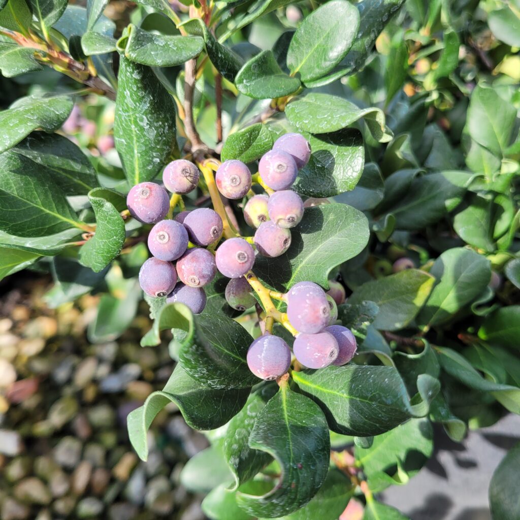 Bay Breeze Indian Hawthorn