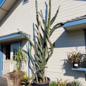 Alluaudia procera - Madagascar Ocotillo