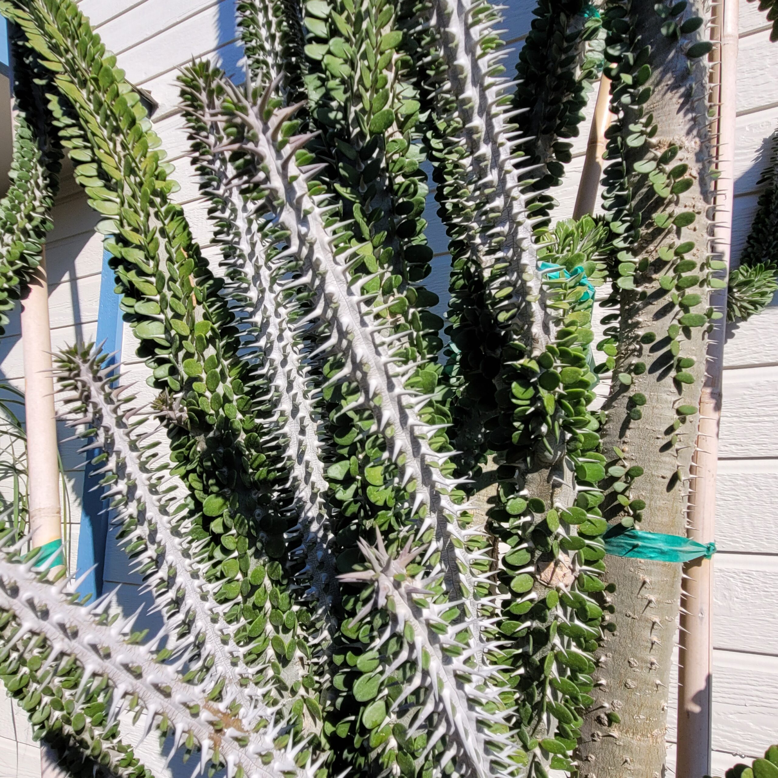 Alluaudia procera - Madagascar Ocotillo - Image 2
